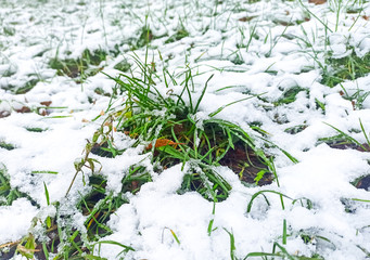 Spring grass in the snow. Two seasons.