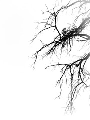 Black silhouettes of tree branches on the white background