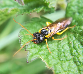 Dark leaf-rolling sawfly, Pamphilius sylvaticus