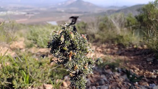 Monkey beetles flying and hovering next to a wild flower, slow motion