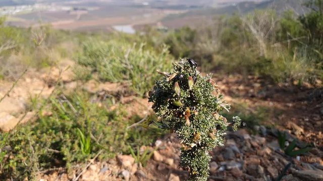 Monkey beetles crawling over a wild flowering plant in South Africa