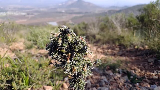 Monkey beetles pollinating a flowering plant in the Western Cape, South Africa