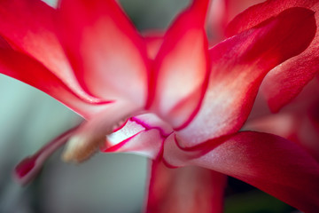 closeup of red flower