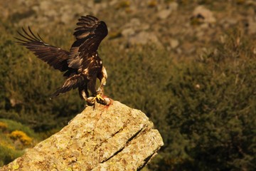 The golden eagle (Aquila chrysaetos) prepare for flying with his prey from the rock.