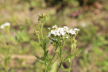 white flowers in spring