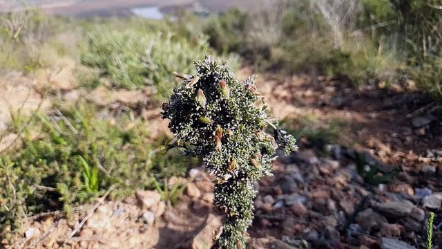 A Monkey beetle hovering then landing on a wild flower, slow motion