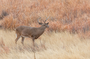 Whitetail Deer Buck in Autumn in Colorado