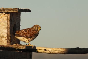 The lesser kestrel (Falco naumanni) female sitting on the old crashed roof.