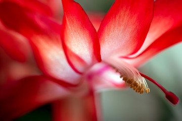 flower, blomma, sweden, stockholm, sverigr, nacka, macro, makro, närbild