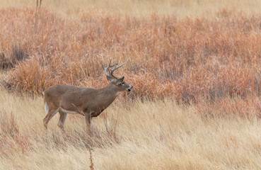 Whitetail Deer Buck in Autumn in Colorado