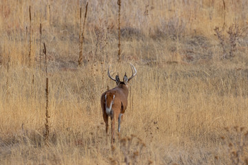 Whitetail Deer Buck in Autumn in Colorado
