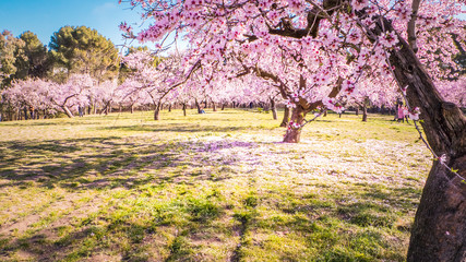 Fototapeta premium Pink alleys of blooming with flowers almond trees in a park in Madrid, Spain spring