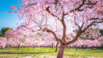 Pink alleys of blooming with flowers almond trees in a park in Madrid, Spain spring