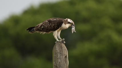 Águila pescadora con pescado