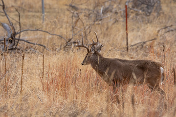 Whitetail Deer Buck in Autumn in Colorado