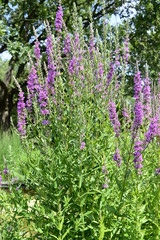 Fototapeta premium Closeup lythrum salicaria called as purple loosestrife with tall pink ears in summer garden
