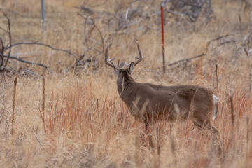 Whitetail Deer Buck in Autumn in Colorado