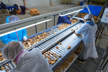 The employees(unrecognizable person) who sort the onions bulbs on the conveyor sorting line....