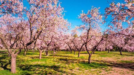 Fototapeta premium Pink alleys of blooming with flowers almond trees in a park in Madrid, Spain spring