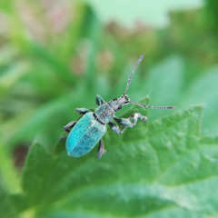 Nettle weevil, Phyllobius pomaceus