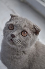 portrait of a fold cat with big eyes