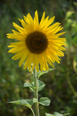 Sonnenblume