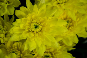 Pretty yellow chrisantemum in a flowershop, close-up, blooming bouquet for 8 march, mother's day, women's day, valentine's day