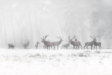 Red Deer Stags (Cervus elaphus) in the Dutch Winter Snow. National Park Hoge Veluwe in the Netherlands. Forest in the background. - Powered by Adobe
