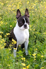 Portrait of a cute Boston Terrier