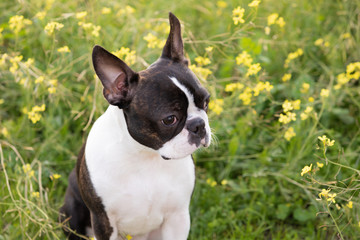 Portrait of a cute Boston Terrier