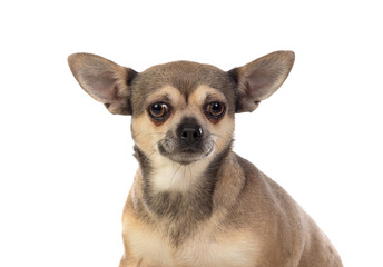 Funny brown Chihuahua with big ears