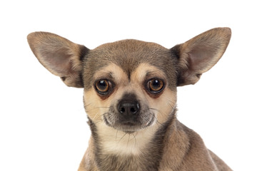 Funny brown Chihuahua with big ears