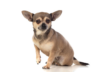 Funny brown Chihuahua with big ears