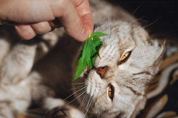 Closeup pet portrait on blurry background with hemp leaf. Scottish fold cat bites a green leaf of...