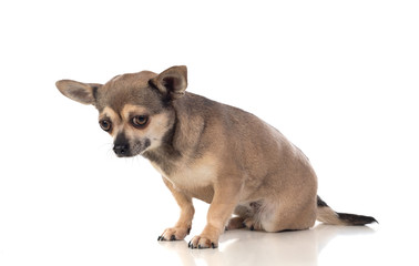 Funny brown Chihuahua with big ears