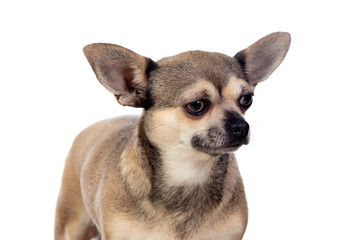 Funny brown Chihuahua with big ears