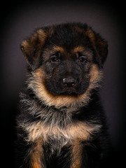 puppy on a dark background, breed German shepherd