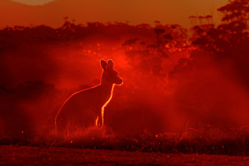 Macropus giganteus - Eastern Grey Kangaroo, standing close to the fire in Australia. Burning forest...