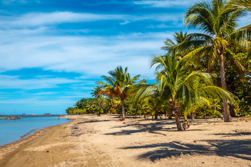 Fototapeta na wymiar Palm trees on the beach of Sandy Bay on Roatan Island. Honduras
