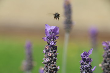 Bee on lavender