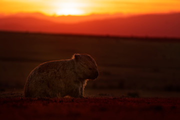 Common Wombat Vombatus Ursinus