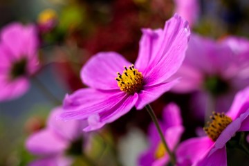 A close up portrait of a violet cosmos flower, the flower has pruple petals and a yellow core with black tipped stencils.