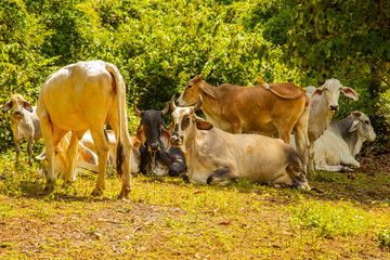 Costa Rican cows graze in the meadow. Beautiful cows.