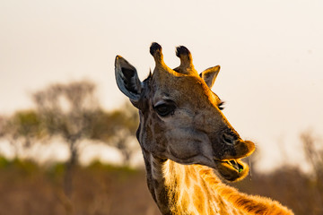 afrika