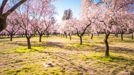 Obraz premium Pink alleys of blooming with flowers almond trees in a park in Madrid, Spain spring