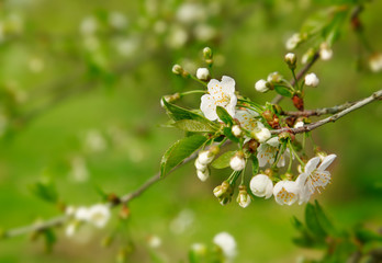 Blooming branch cherry tree at green background. Spring white flowers with bud in garden side view.