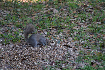 Amerikanisches Eichhörnchen mit Puschelschwanz sitzt im Laub und isst 