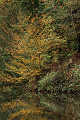 Trees with yellow colored leaves reflected in pond during early fall.