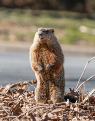 Close-up of groundhog (Marmota monad) as it looks for danger near its burrow. 