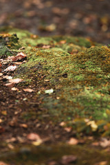 Brown fallen leaves on mossy forest ground.